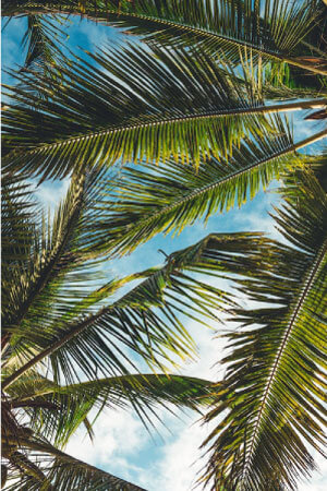 tropic (1)